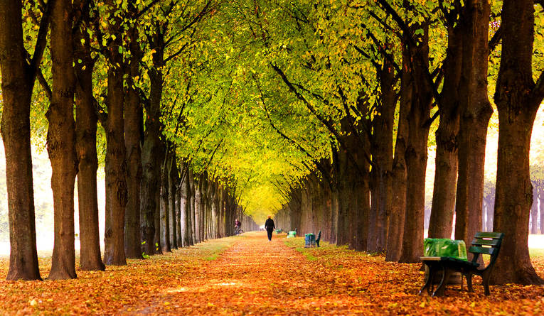 Walk-in-Royal-Garden-avenue-in-autumn_image_full