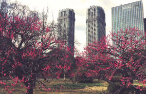 Kirschblüten im Hama-rikyu Garden in Tokyo, Japan im Februar