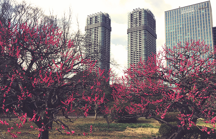 Kirschblüten im Hama-rikyu Garden in Tokyo, Japan im Februar