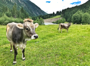 Der Trail zur Mutterbergalm: Kühe grasen