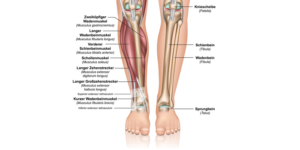 Anatomie Unterschenkel und Schienbein