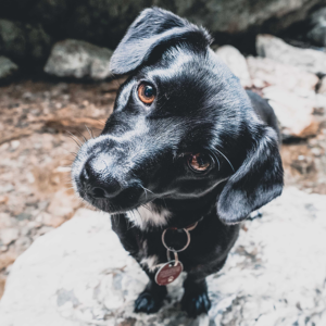 Hund Flocki von runskills